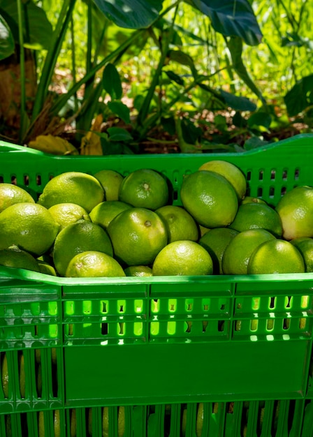 Agroforestry systemfreshly picked limes in boxes