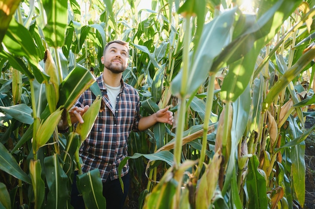 Агроном проверяет кукурузу, готова ли она к сбору урожая. Портрет фермера