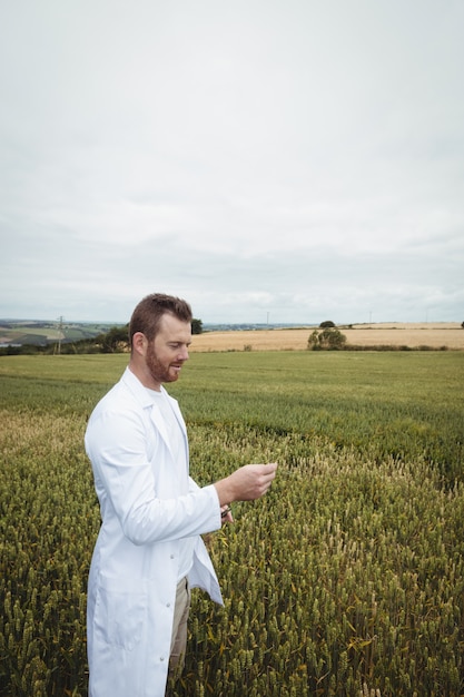 Agronomo che controlla le colture nel campo