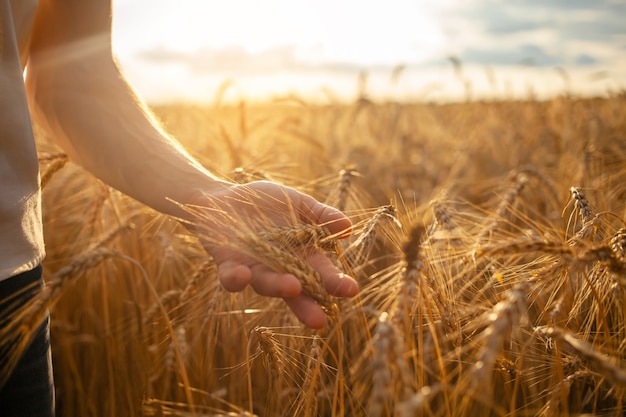 Agronomist checks the quality of the crop