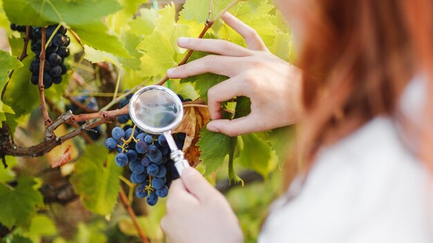 Foto l'agronomo controlla le uve rosse nella vigna