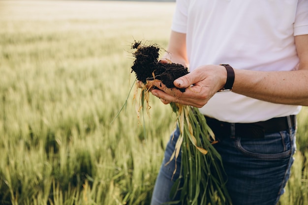 Agronomist checks the root of wheat in the field