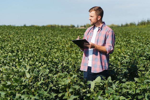 Agronomist or farmer examining crop of soybeans field