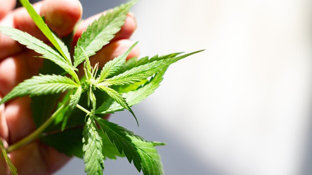 Agronomist or farmer holding a hemp plant in his hand. close-up