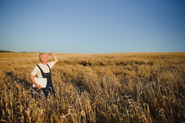 Agronomist or farmer inspecting organic wheat field