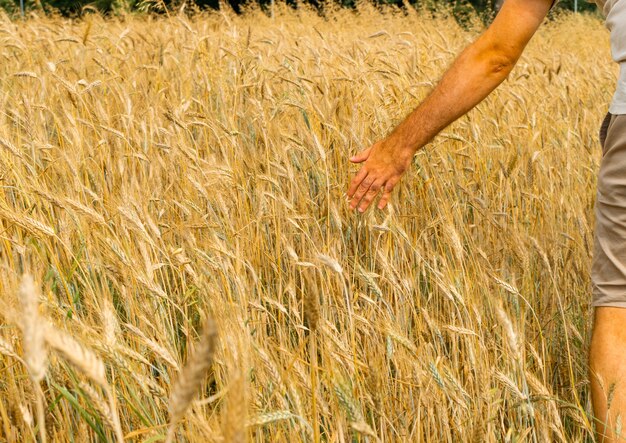 Agronomist farmer touches  golden ears with his hand