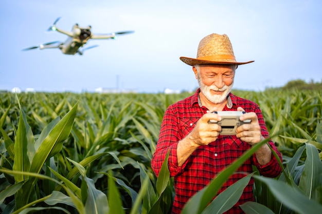 Agronomist flying agricultural drone monitoring corn field and collecting data before harvest