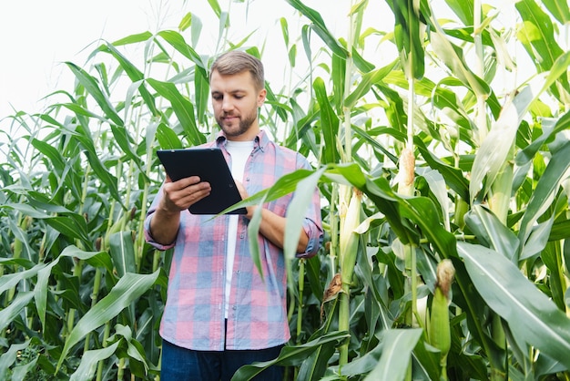 L'agronomo tiene il computer touch pad tablet nel campo di mais ed esamina le colture prima della raccolta. concetto di agroalimentare. fattoria brasiliana.
