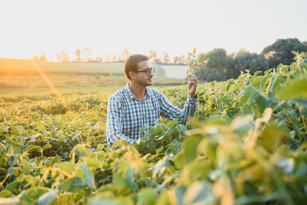 Agronomist inspecting soya bean crops growing in the farm field. Agriculture production concept. young agronomist examines soybean crop on field in summer. Farmer on soybean field