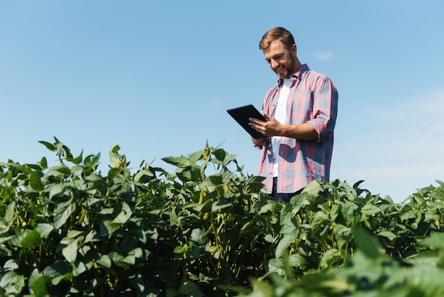 Agronomo che ispeziona le colture di semi di soia che crescono nel campo dell'azienda agricola. concetto di produzione agricola. giovane agronomo esamina il raccolto di soia sul campo in estate. contadino su un campo di soia