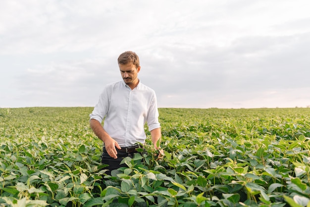 Agronomo che ispeziona le colture di semi di soia che crescono nel campo dell'azienda agricola. concetto di produzione agricola. giovane agronomo esamina il raccolto di soia sul campo in estate. contadino su un campo di soia