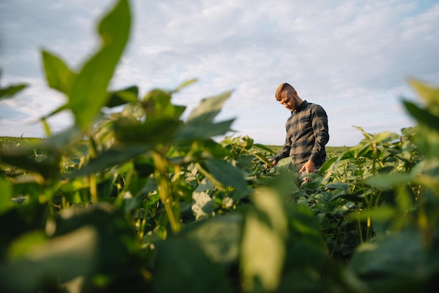 Agronomist inspecting soya bean crops growing in the farm field. Agriculture production concept. young agronomist examines soybean crop on field in summer. Farmer on soybean field