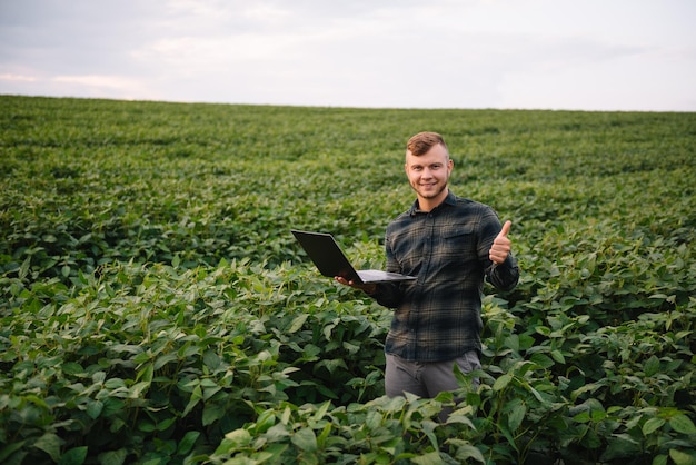 Agronomist inspecting soya bean crops growing in the farm field. Agriculture production concept. young agronomist examines soybean crop on field in summer. Farmer on soybean field