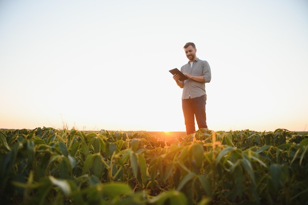 Agronomist inspecting soya bean crops growing in the farm field\
agriculture production concept young agronomist examines soybean\
crop on field in summer farmer on soybean field