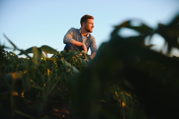 Agronomist inspecting soya bean crops growing in the farm field\
agriculture production concept young agronomist examines soybean\
crop on field in summer farmer on soybean field