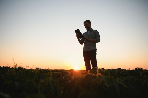 농장 들판에서 자라는 콩 작물을 검사하는 농업 경제학자 농업 생산 개념 젊은 농업 경제학자는 여름에 들판에서 콩 작물을 조사합니다.