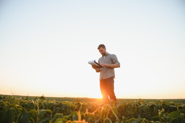 Agronomist inspecting soya bean crops growing in the farm field\
agriculture production concept young agronomist examines soybean\
crop on field in summer farmer on soybean field