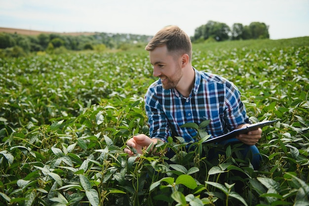 Agronomist inspecting soya bean crops growing in the farm field Agriculture production concept young agronomist examines soybean crop on field in summer Farmer on soybean field