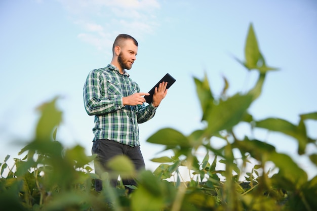 Agronomist inspecting soya bean crops growing in the farm field. Agriculture production concept. young agronomist examines soybean crop on field in summer. Farmer on soybean field