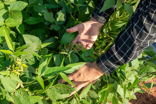 Agronomo che ispeziona le colture di semi di soia che crescono nel campo dell'azienda agricola. concetto di produzione agricola.