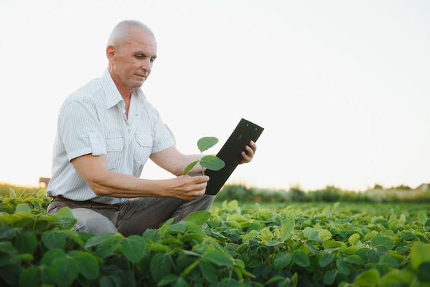 Foto agronomo che ispeziona le colture di semi di soia che crescono nel campo dell'azienda agricola