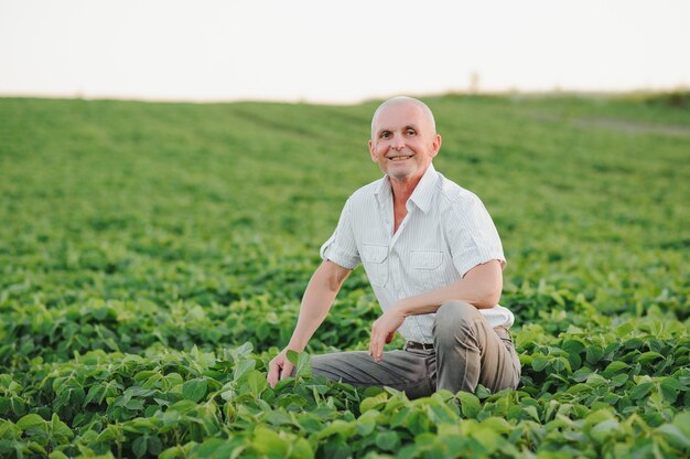 Agronomist inspecting soya bean crops growing in the farm field