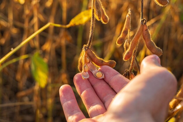 農学者が畑で育つ大豆の作物を検査している