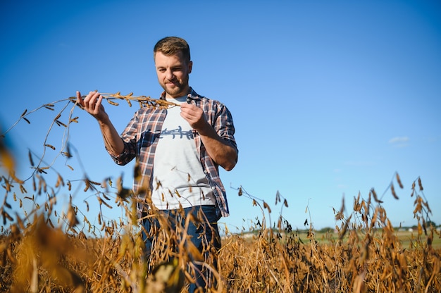 Агроном проверяет урожай сои на сельскохозяйственном поле - концепция Agro - фермер на плантации сои на ферме.