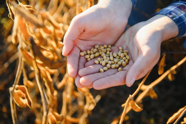 農学者は、農業分野で大豆作物を検査します 農場の大豆プランテーションのアグロコンセプト農家