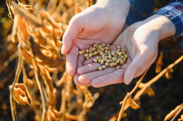 Agronomist inspects soybean crop in agricultural field Agro concept farmer in soybean plantation on farm