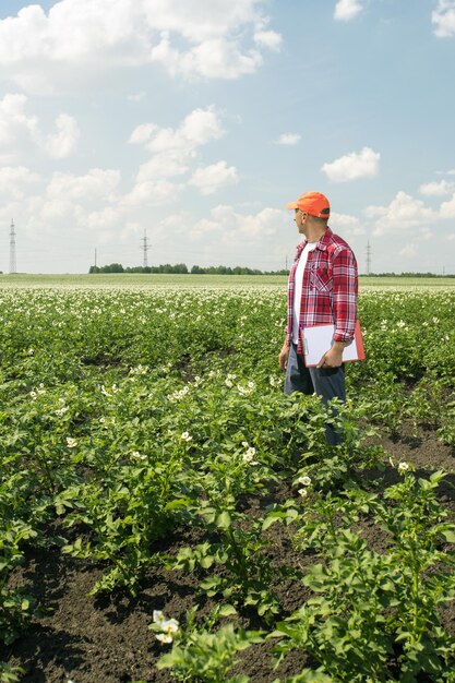 Agronomist man checks potato growth rates on an eco farm