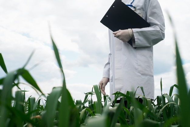 Agronomist using tablet and technology in agricultural corn field The farmer walks through