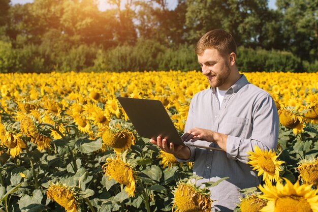 Agronomist with laptop inspects sunflower crop in agricultural field