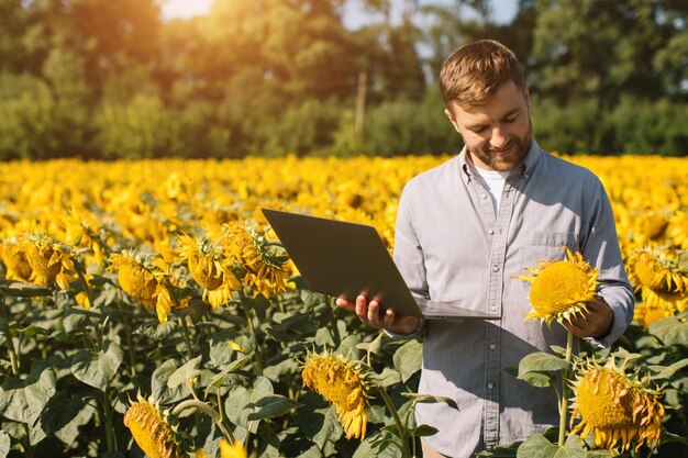 Agronomist with laptop inspects sunflower crop in agricultural field