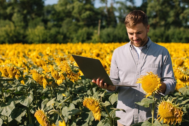 Agronomist with laptop inspects sunflower crop in agricultural field