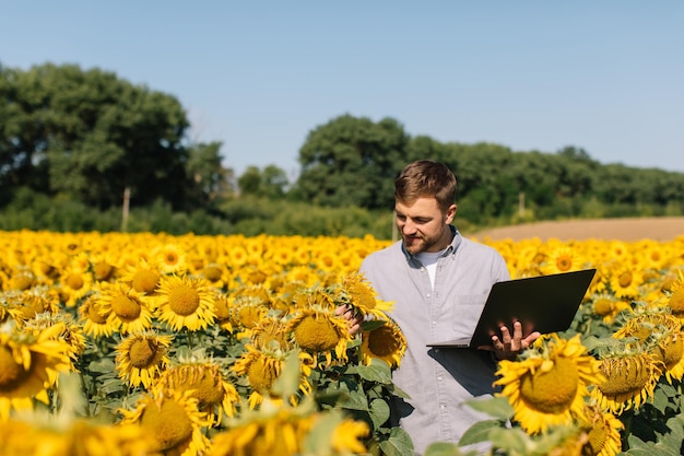 Agronomo con laptop ispeziona il raccolto di girasole in campo agricolo