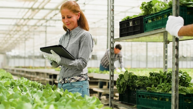 Agronomist woman checking organic fresh salads typing farming production on tablet computer working at healthy environmental for cultivated vegetables in hydroponic greenhouse. Concept of agronomy