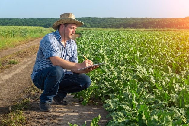 Agronomist writes a plan for growing beets in the field. The idea of caring for a plantation for a good harvest.