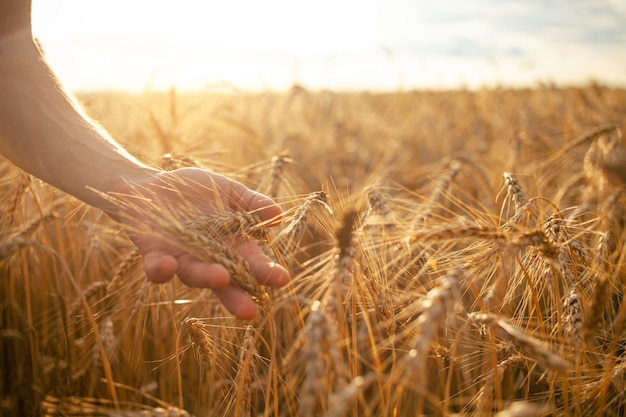 Agronoom controleert de kwaliteit van het gewas