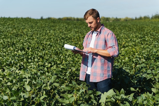 Agronoom die sojaboongewassen inspecteert die op het landbouwbedrijfgebied groeien. Landbouw productieconcept. jonge agronoom onderzoekt sojabonen op het veld in de zomer. Boer op sojabonenveld