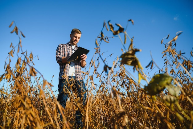 Agronoom die sojaboongewassen inspecteert die op het landbouwbedrijfgebied groeien. landbouw productieconcept. jonge agronoom onderzoekt sojabonen op het veld in de zomer. boer op sojabonenveld