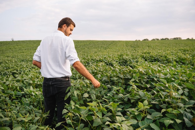 Agronoom die sojaboongewassen inspecteert die op het landbouwbedrijfgebied groeien. Landbouw productieconcept. jonge agronoom onderzoekt sojabonen op het veld in de zomer. Boer op sojabonenveld