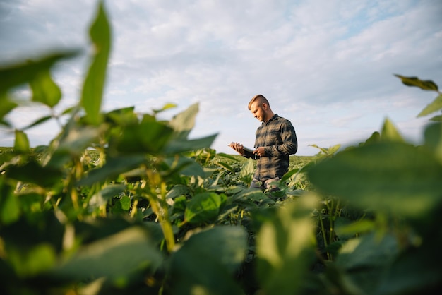 Agronoom die sojaboongewassen inspecteert die op het landbouwbedrijfgebied groeien. landbouw productieconcept. jonge agronoom onderzoekt sojabonen op het veld in de zomer. boer op sojabonenveld