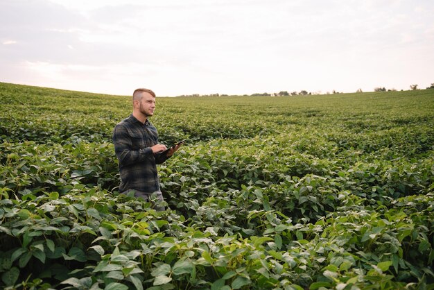 Agronoom die sojaboongewassen inspecteert die op het landbouwbedrijfgebied groeien. Landbouw productieconcept. jonge agronoom onderzoekt sojabonen op het veld in de zomer. Boer op sojabonenveld