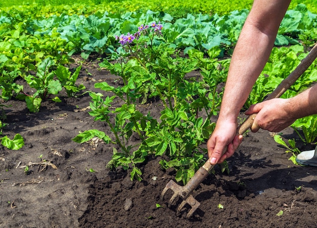 Agronoom harkt de grond rond de kool