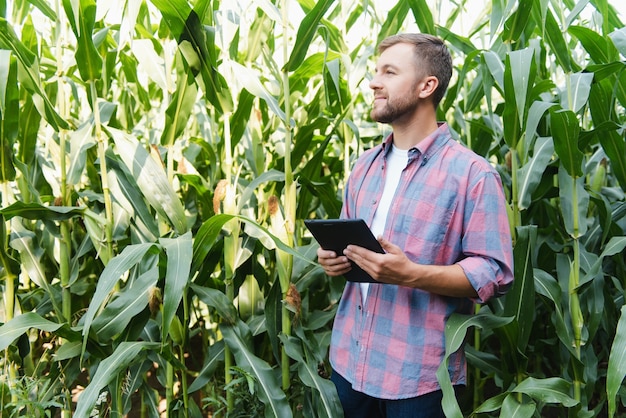 Agronoom houdt tablet-touchpadcomputer in het maïsveld en onderzoekt gewassen voordat hij wordt geoogst. Agribusiness-concept. Braziliaanse boerderij.