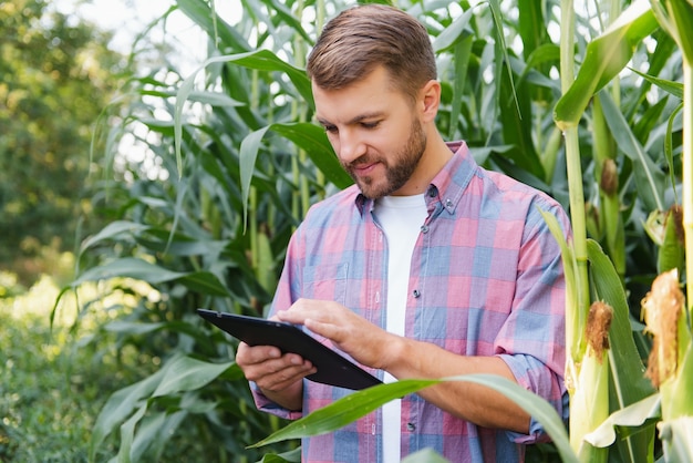 Agronoom houdt tablet-touchpadcomputer in het maïsveld en onderzoekt gewassen voordat hij wordt geoogst. Agribusiness-concept. Braziliaanse boerderij.