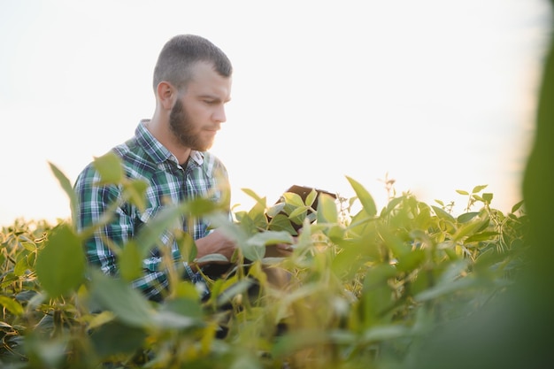 Agronoom inspecteert sojaboongewas op landbouwgebied - Agroconcept - landbouwer in sojaboonaanplanting op landbouwbedrijf