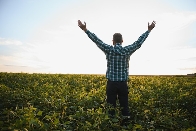 Agronoom inspecteert sojaboongewas op landbouwgebied - Agroconcept - landbouwer in sojaboonaanplanting op landbouwbedrijf