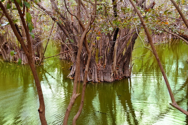 Photo aguada cenote in mexico mayan riviera jungle